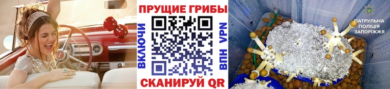 Купить где  Николаевск  Псилоцибиновые грибы мицелий 
